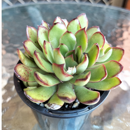 Echeveria pulidonis 'Christmas'