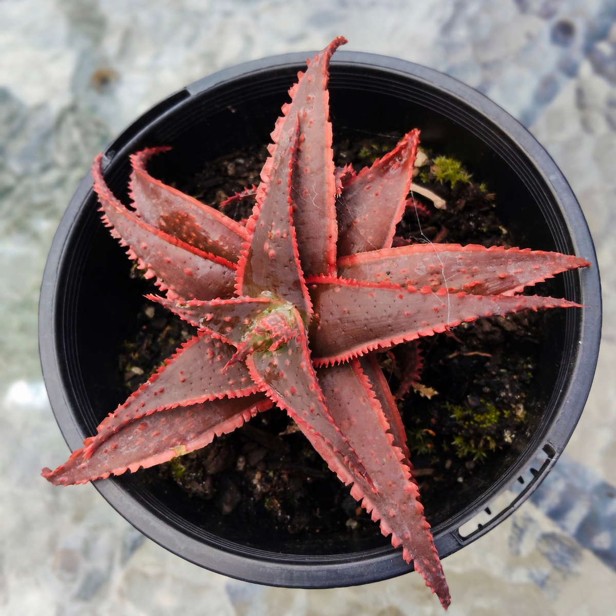 Aloe Christmas Carol