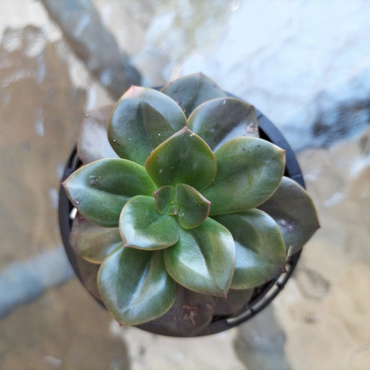 Echeveria 'Chroma'