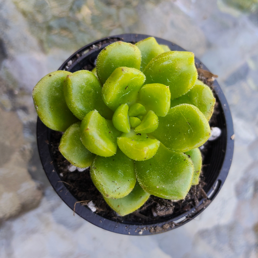 Cremneria 'Chubbs'