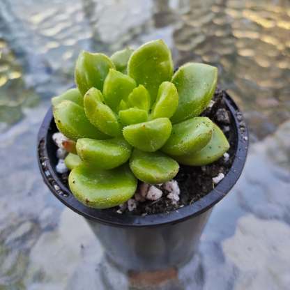 Cremneria 'Chubbs'