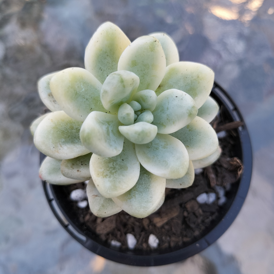 Sedum Clavatum var