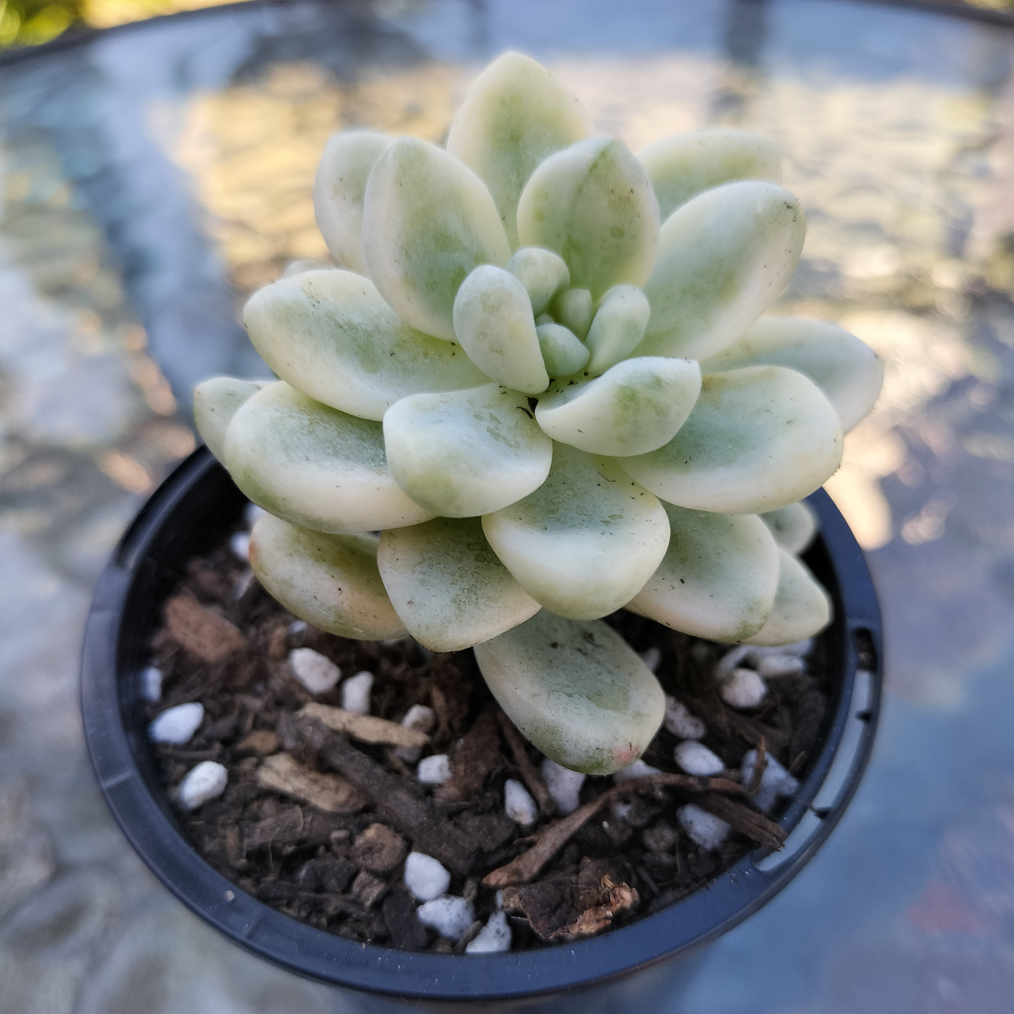 Sedum Clavatum var
