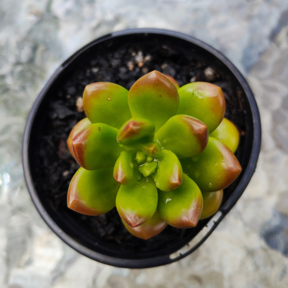 Sedum lucidum obesum
