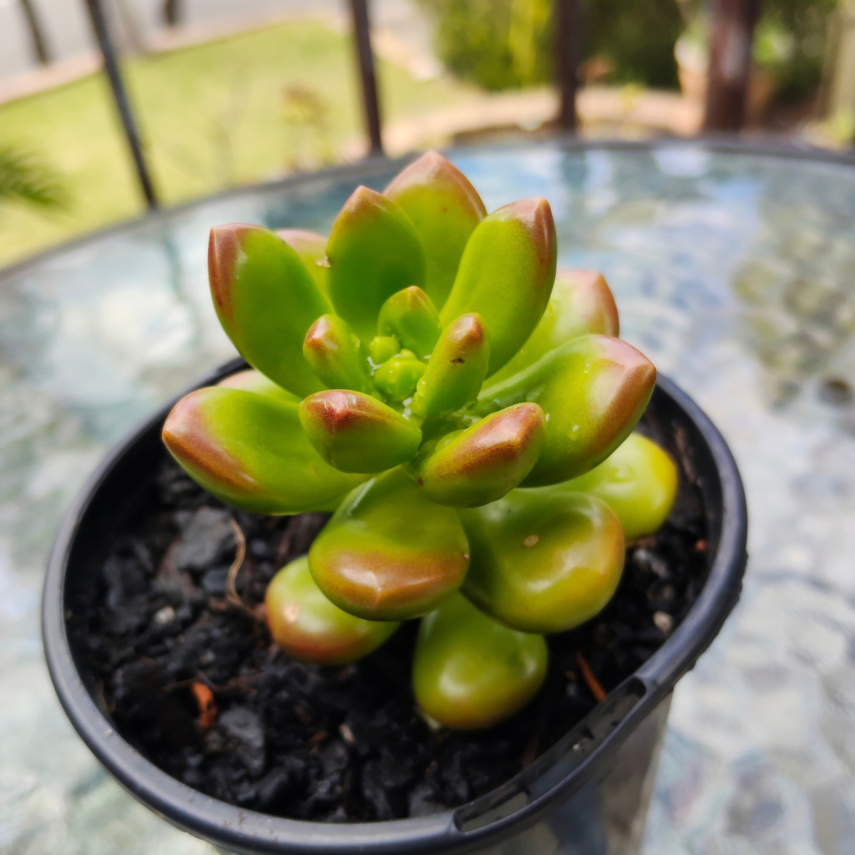 Sedum lucidum obesum