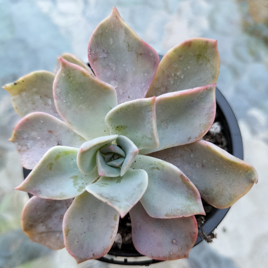 Graptoveria 'Coconut Ice'