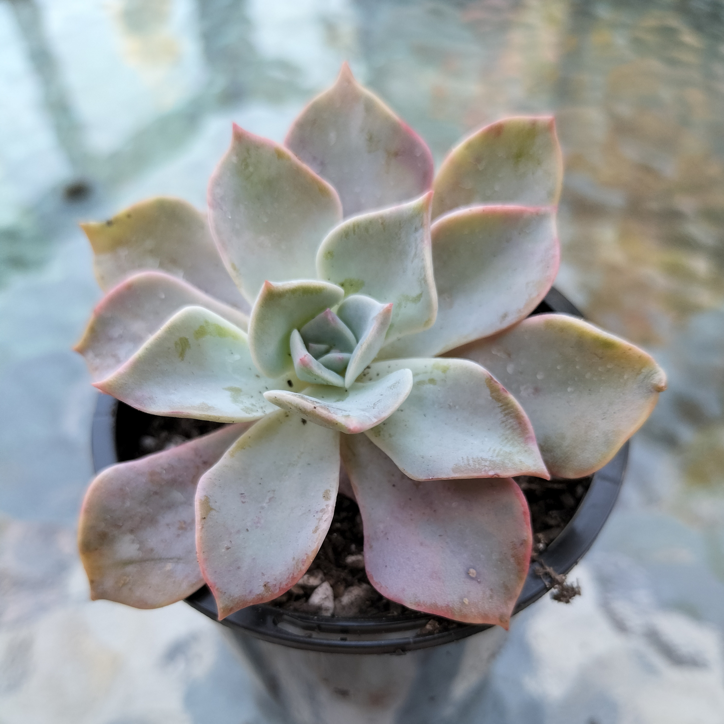 Graptoveria 'Coconut Ice'