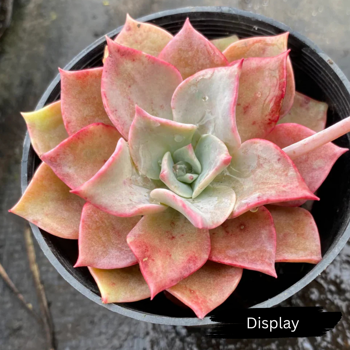Graptoveria 'Coconut Ice'