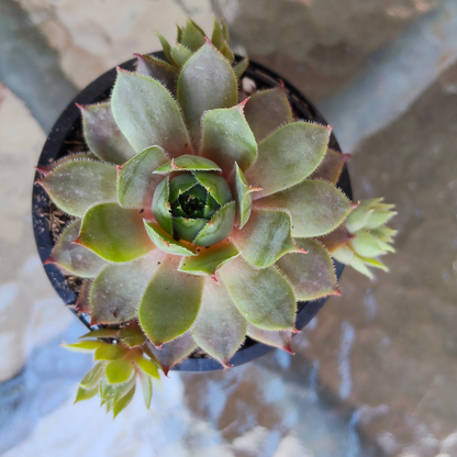 Sempervivum 'Collage'