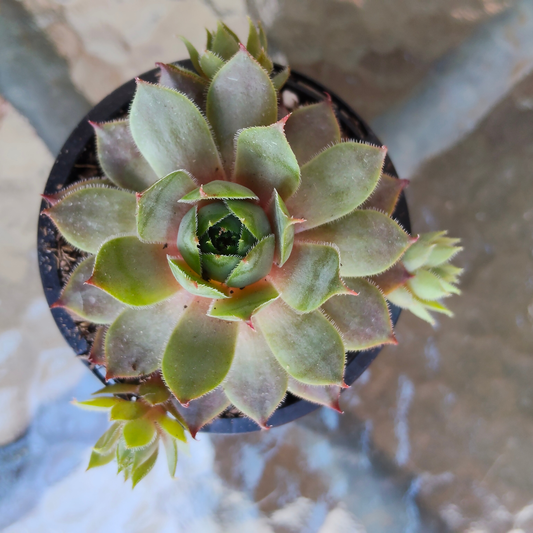 Sempervivum 'Collage'