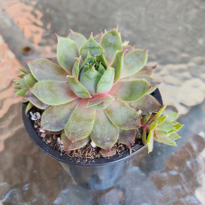 Sempervivum 'Collage'