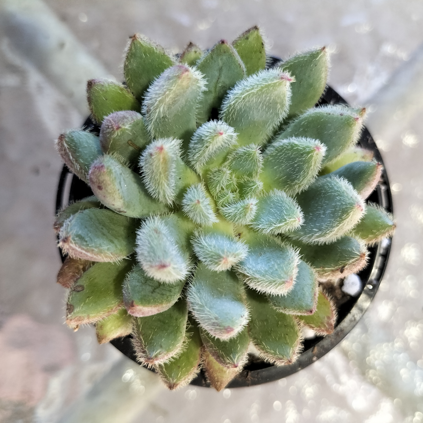 Echeveria 'Comet'