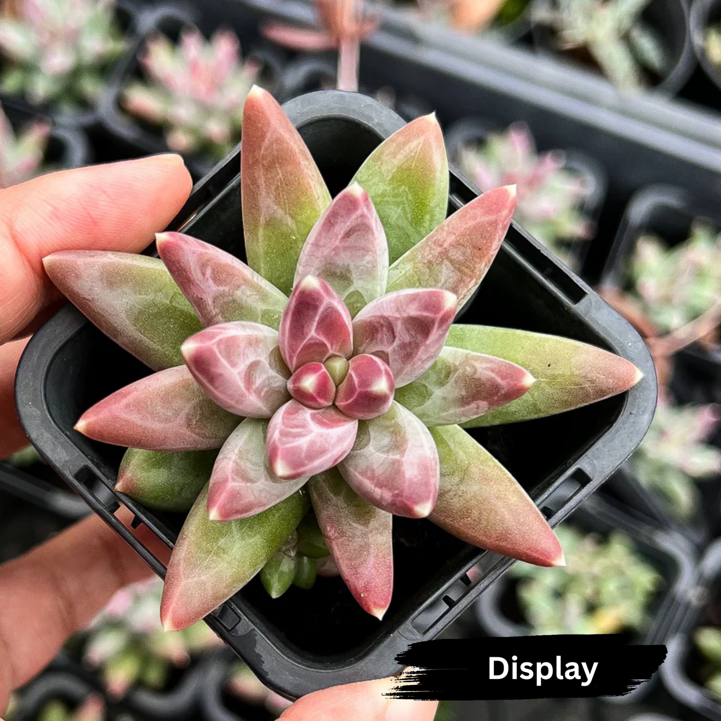 Pachyphytum 'Compactum'