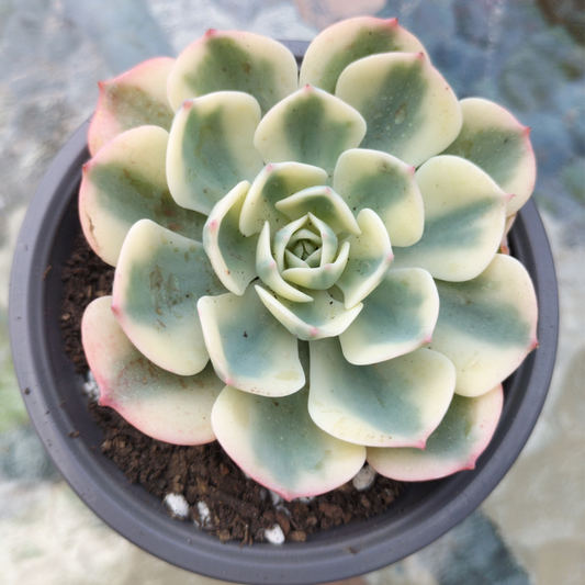Echeveria 'Compton Carousel' (Lenore Dean)