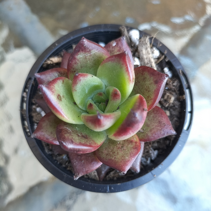 Echeveria agavoides 'Concord'