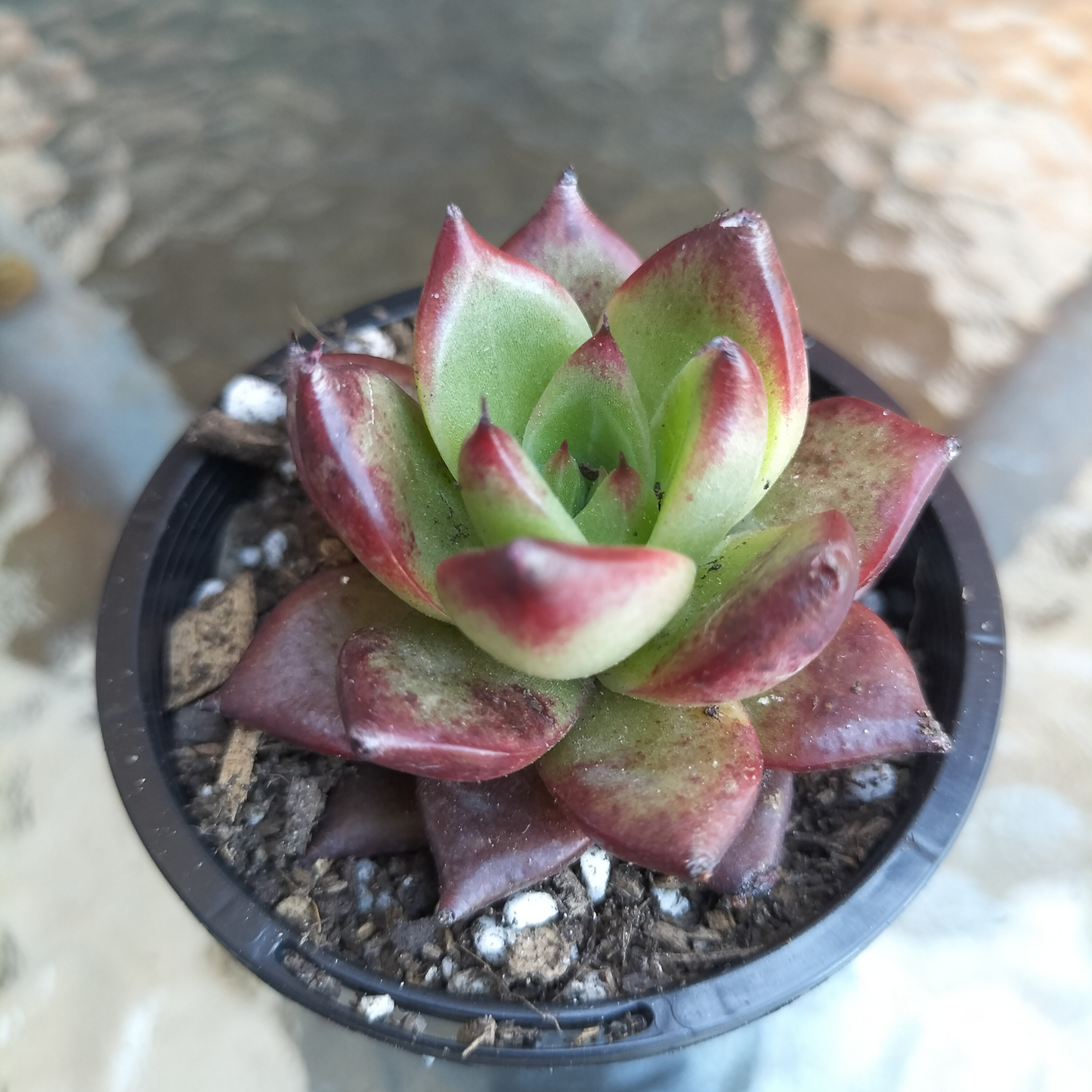Echeveria agavoides 'Concord'