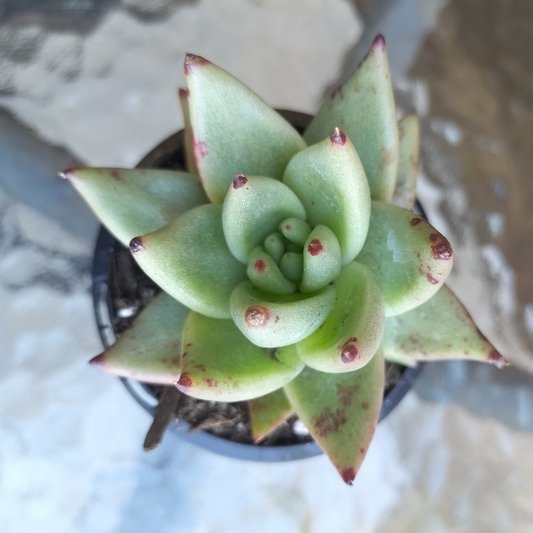 Echeveria agavoides 'Corderoyi' (Aquamarine)
