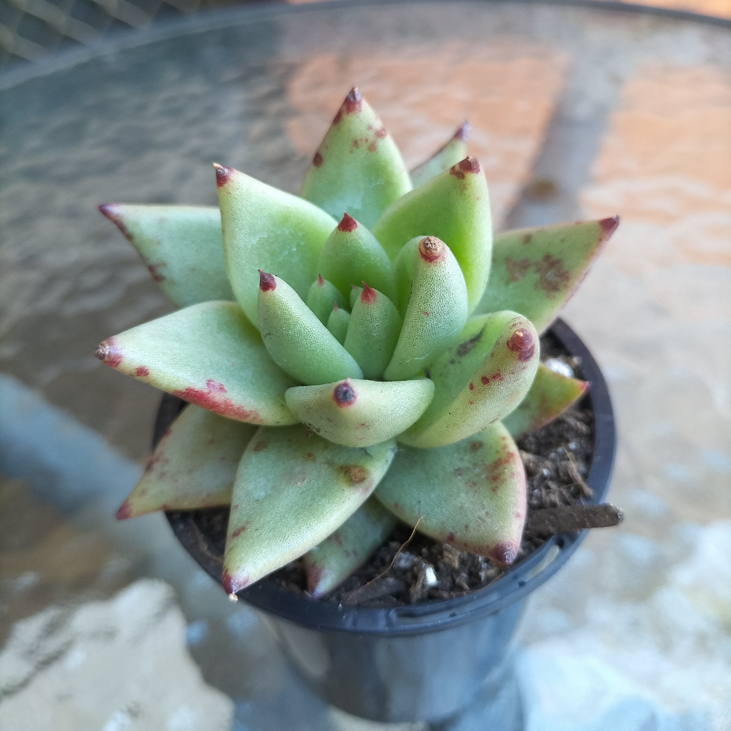 Echeveria agavoides 'Corderoyi' (Aquamarine)
