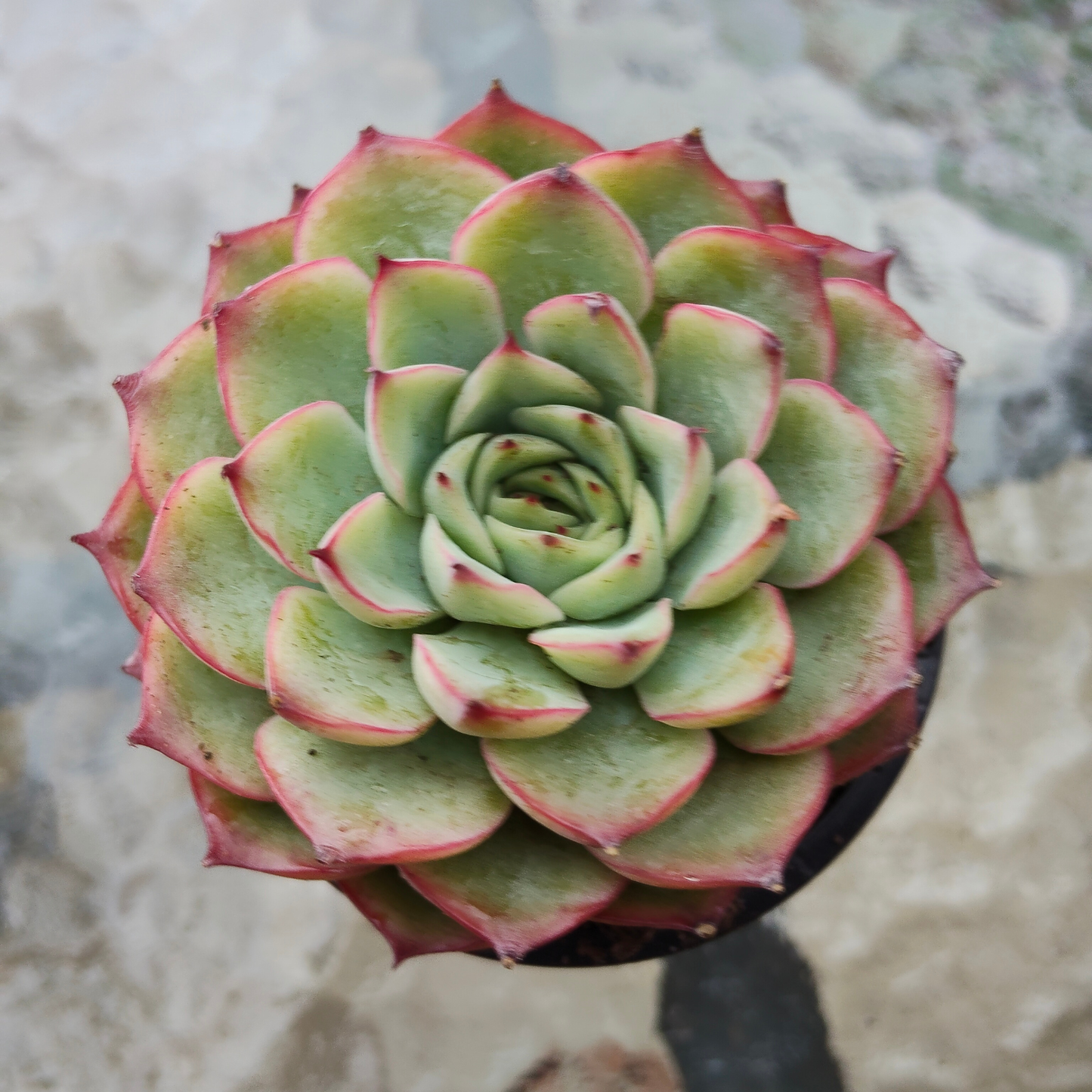 Echeveria 'Crystal Fairy'