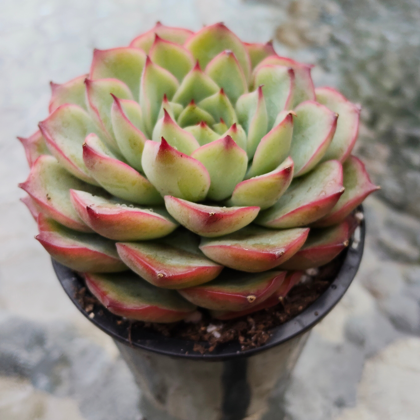 Echeveria 'Crystal Fairy'