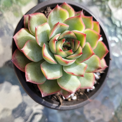 Echeveria 'Crystal Fairy'