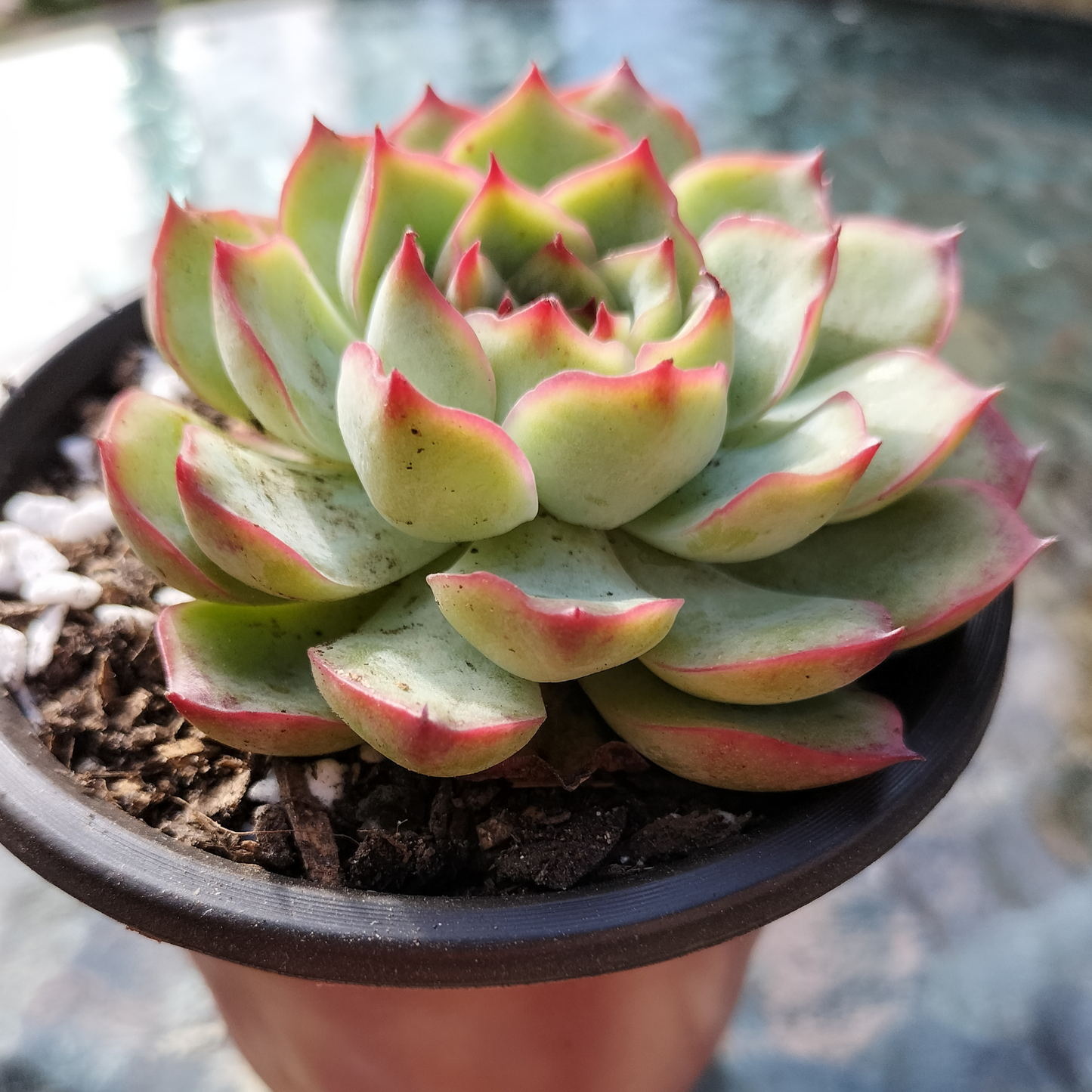 Echeveria 'Crystal Fairy'