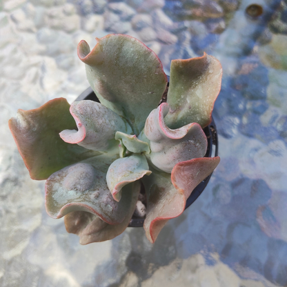 Echeveria 'Culibra'