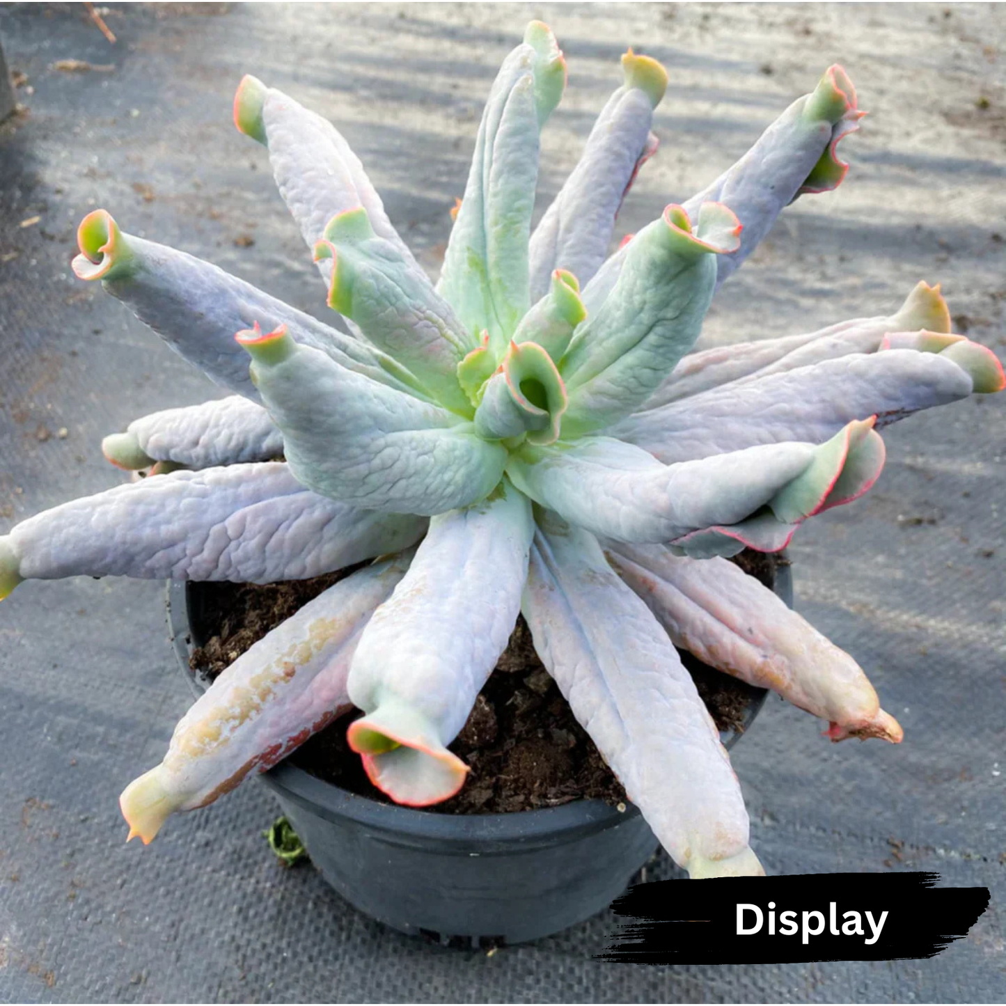 Echeveria 'Culibra'