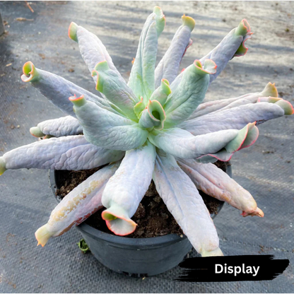 Echeveria 'Culibra'