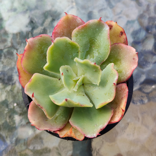 Echeveria 'Curly Lock'