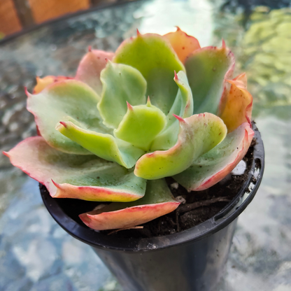 Echeveria 'Curly Lock'