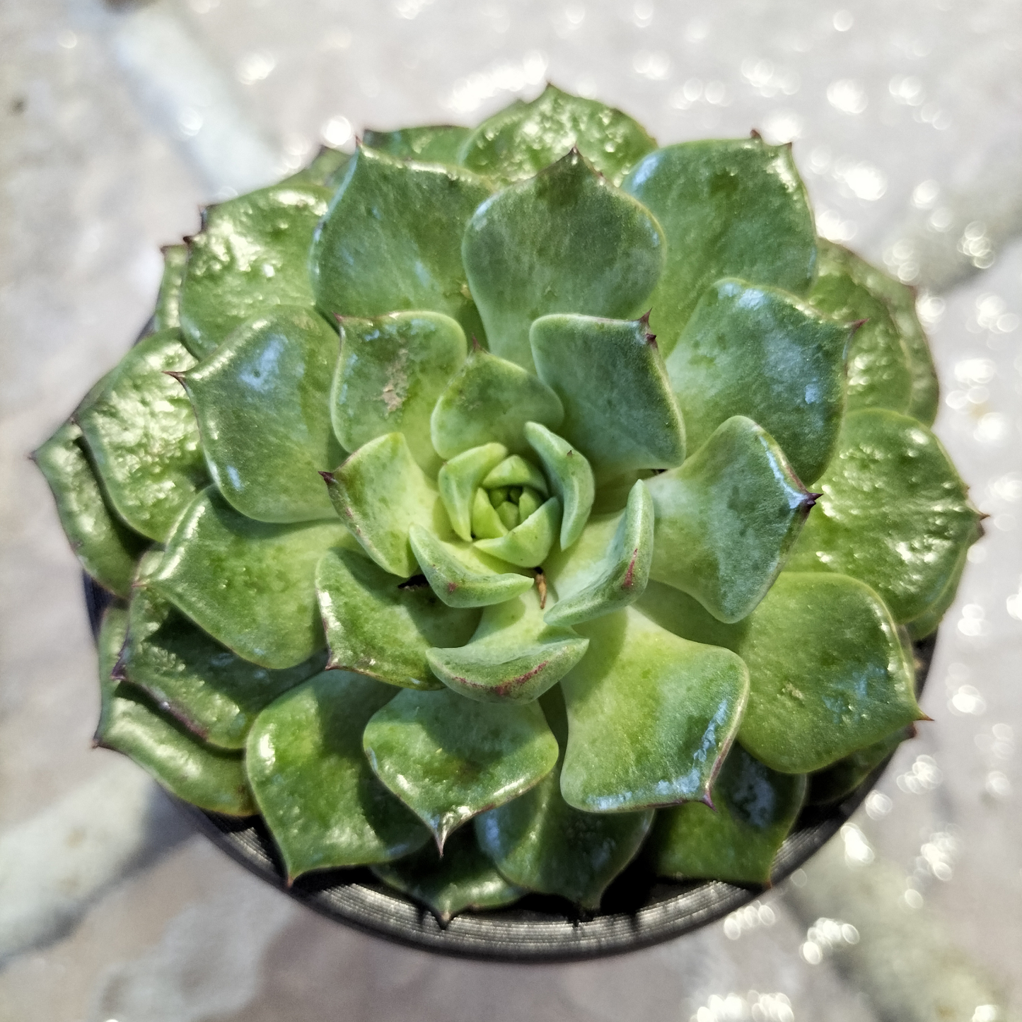 Echeveria 'Dancing Bird'