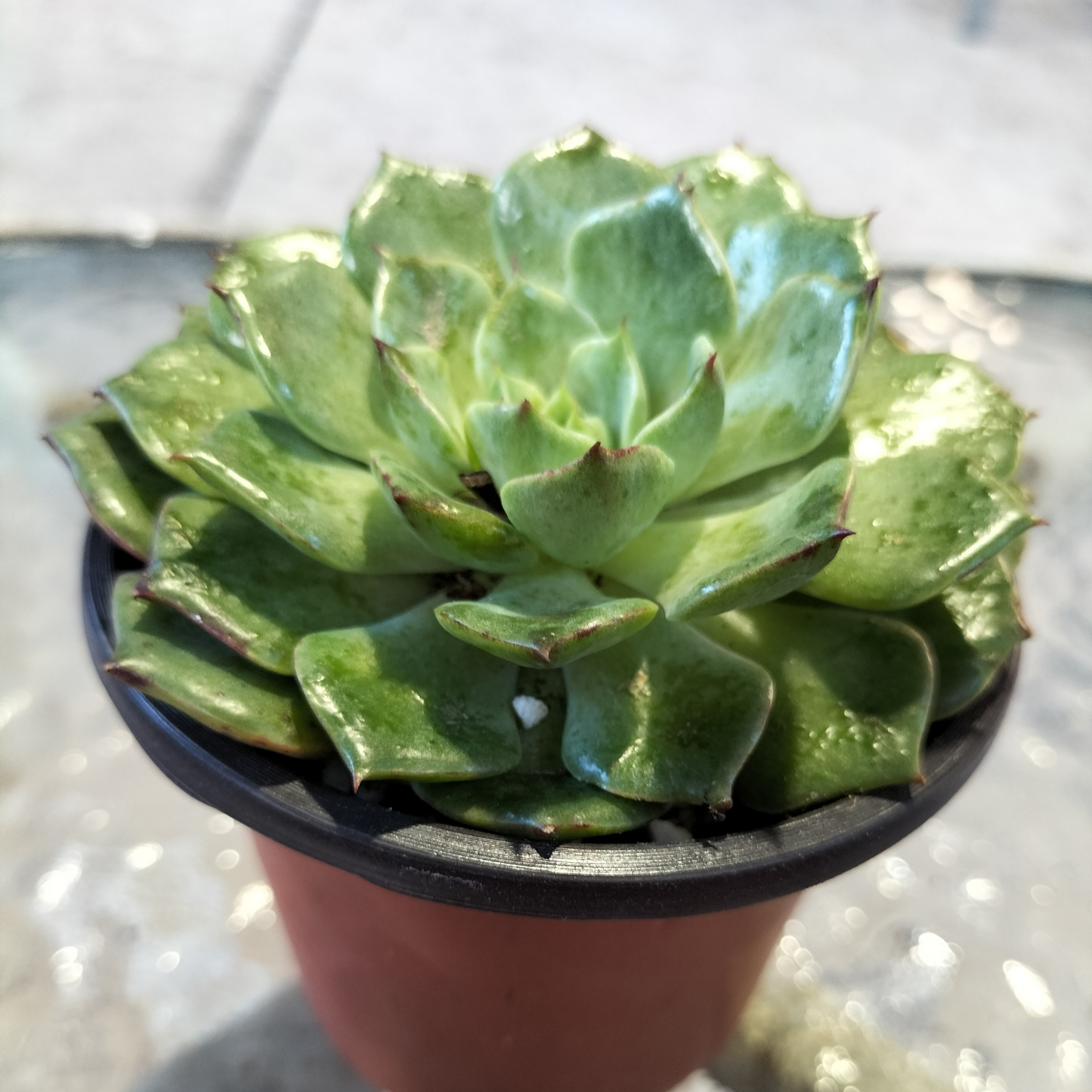 Echeveria 'Dancing Bird'
