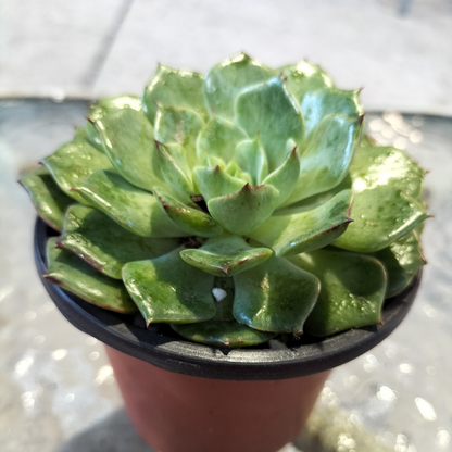 Echeveria 'Dancing Bird'