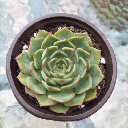 Echeveria 'Dancing Bird'