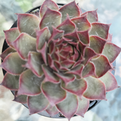 Sempervivum 'Dark Beauty'