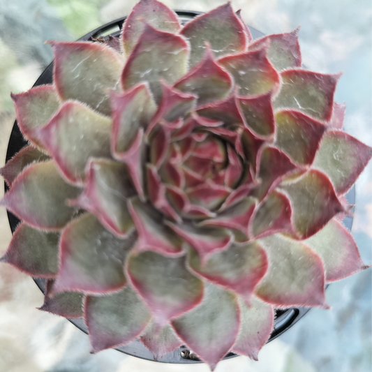 Sempervivum 'Dark Beauty'
