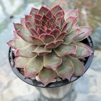 Sempervivum 'Dark Beauty'
