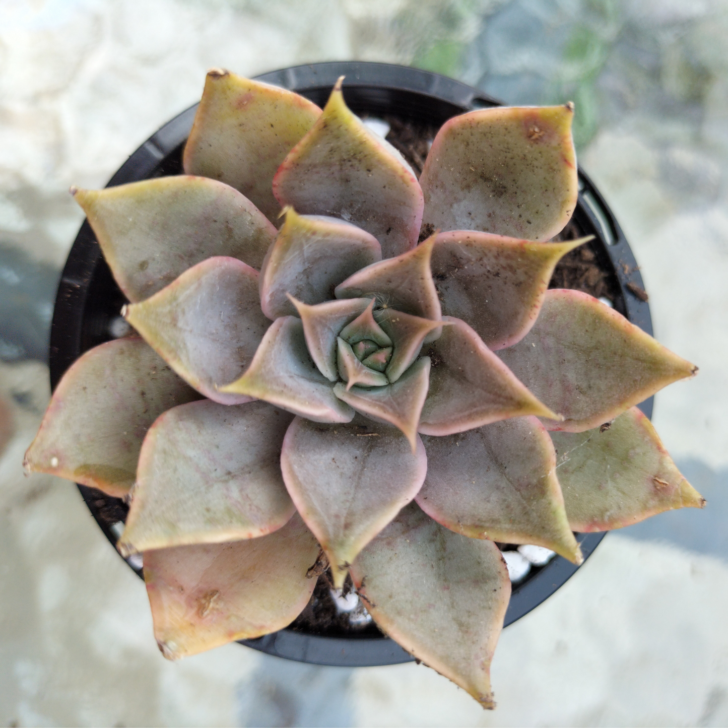 Echeveria ‘Dark Desire’ (Mensa)