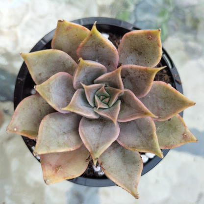 Echeveria ‘Dark Desire’ (Mensa)