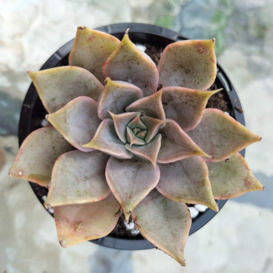 Echeveria ‘Dark Desire’ (Mensa)