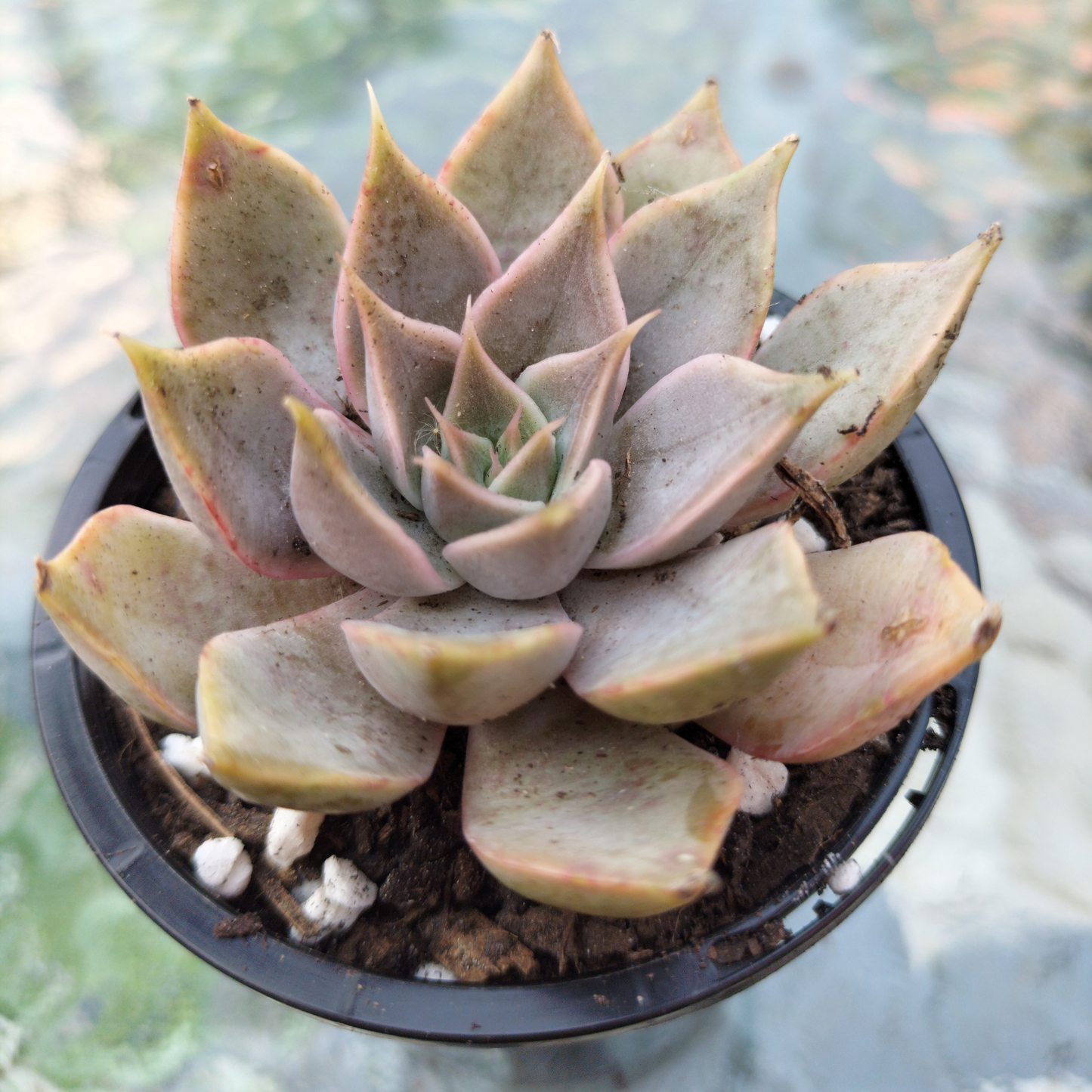 Echeveria ‘Dark Desire’ (Mensa)