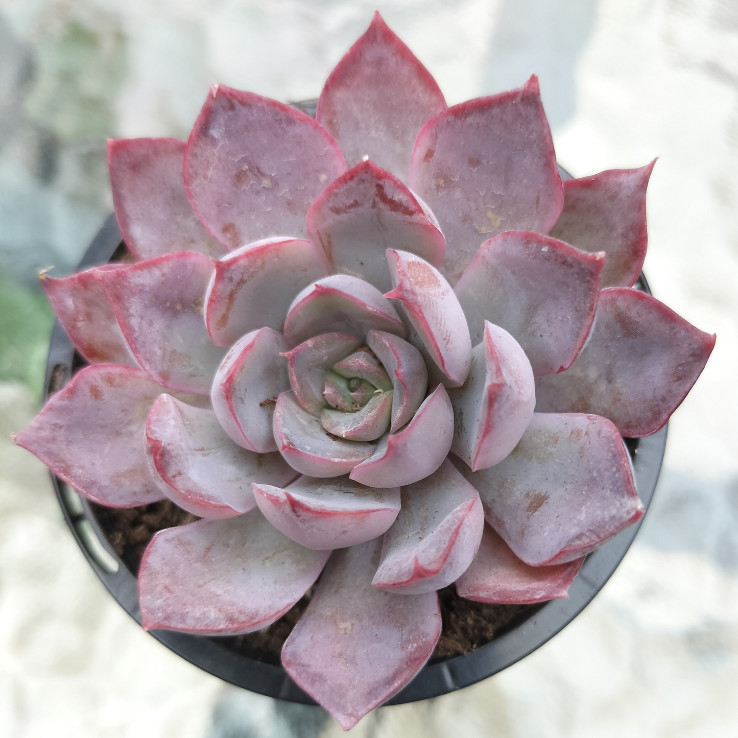 Echeveria Dark Ice