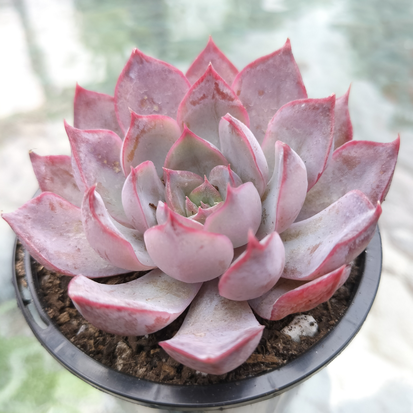 Echeveria Dark Ice