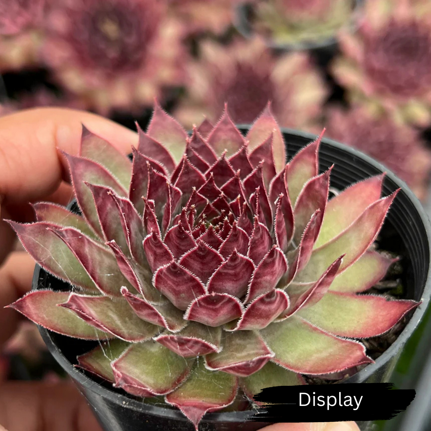 Sempervivum 'Dark Beauty'
