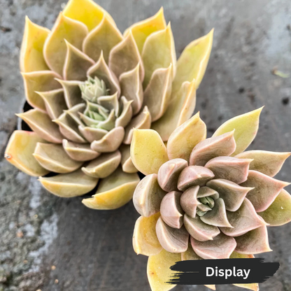 Echeveria ‘Dark Desire’ (Mensa)