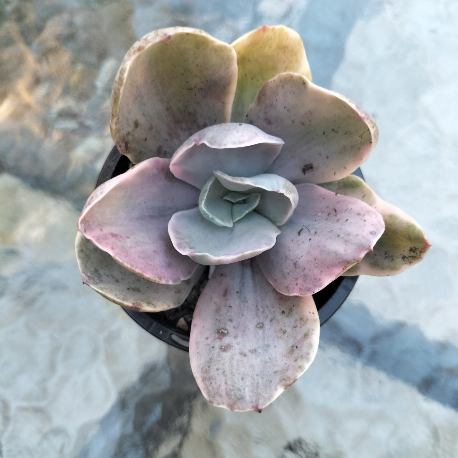 Decora Emu Echeveria 'Decora' – EmuPlainsSucculents