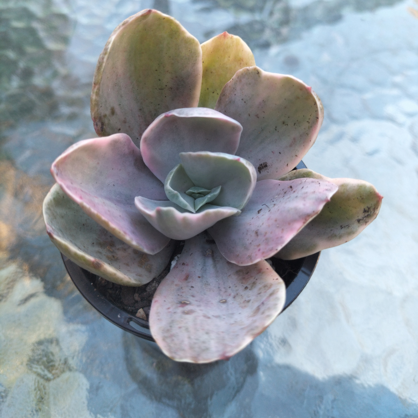 Echeveria 'Decora'