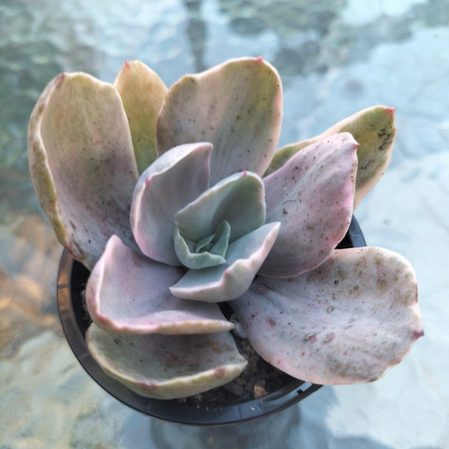 Echeveria 'Decora'