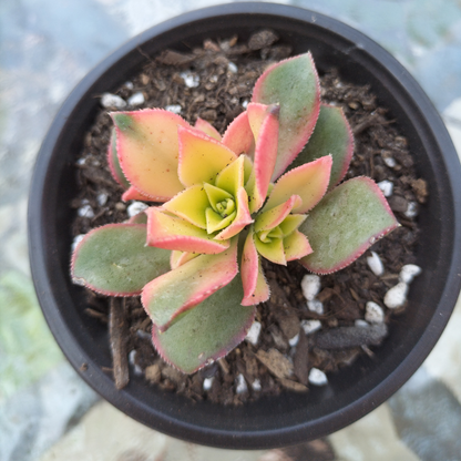 Aeonium decorum f. variegata (small)
